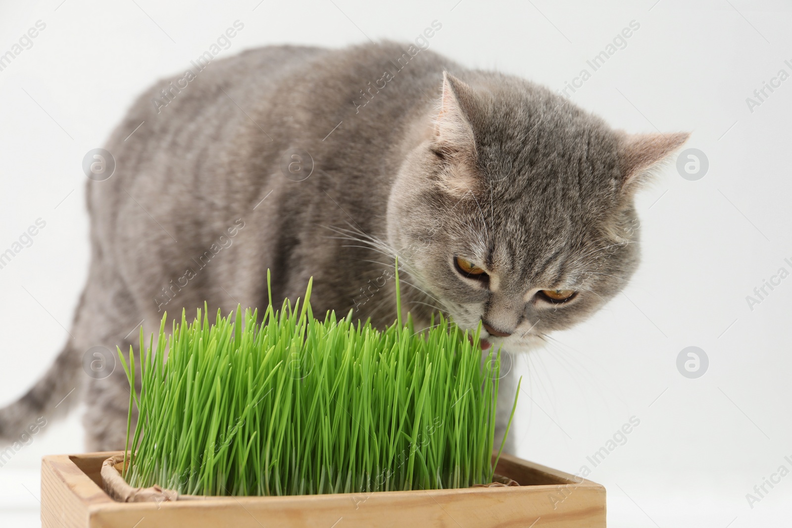 Photo of Cute cat near potted green grass on white background