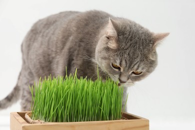 Cute cat near potted green grass on white background