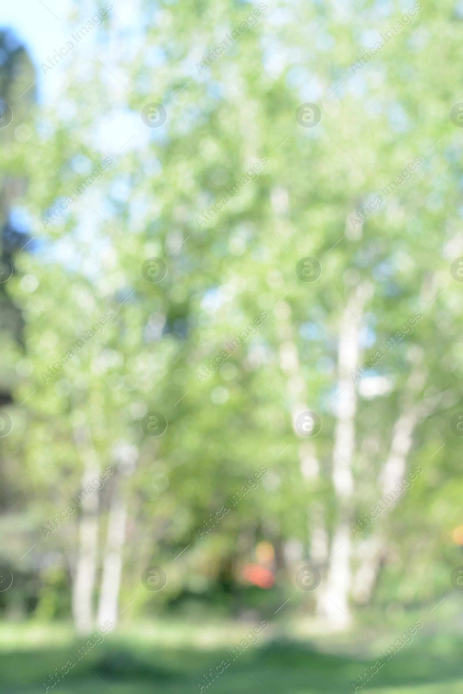 Photo of Park with trees on sunny day, blurred view. Bokeh effect