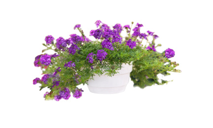 Beautiful purple flowers in plant pot on white background 