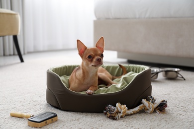 Cute Chihuahua dog on sleeping place in room. Pet friendly hotel