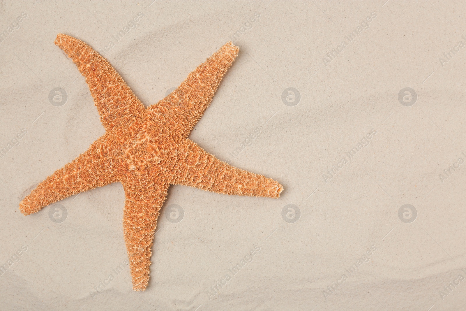 Photo of Starfish on beach sand, top view with space for text