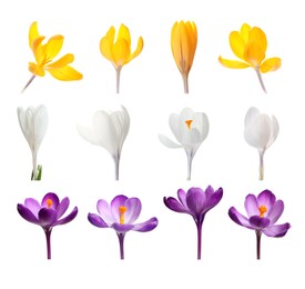 Set with beautiful spring crocus flowers on white background 