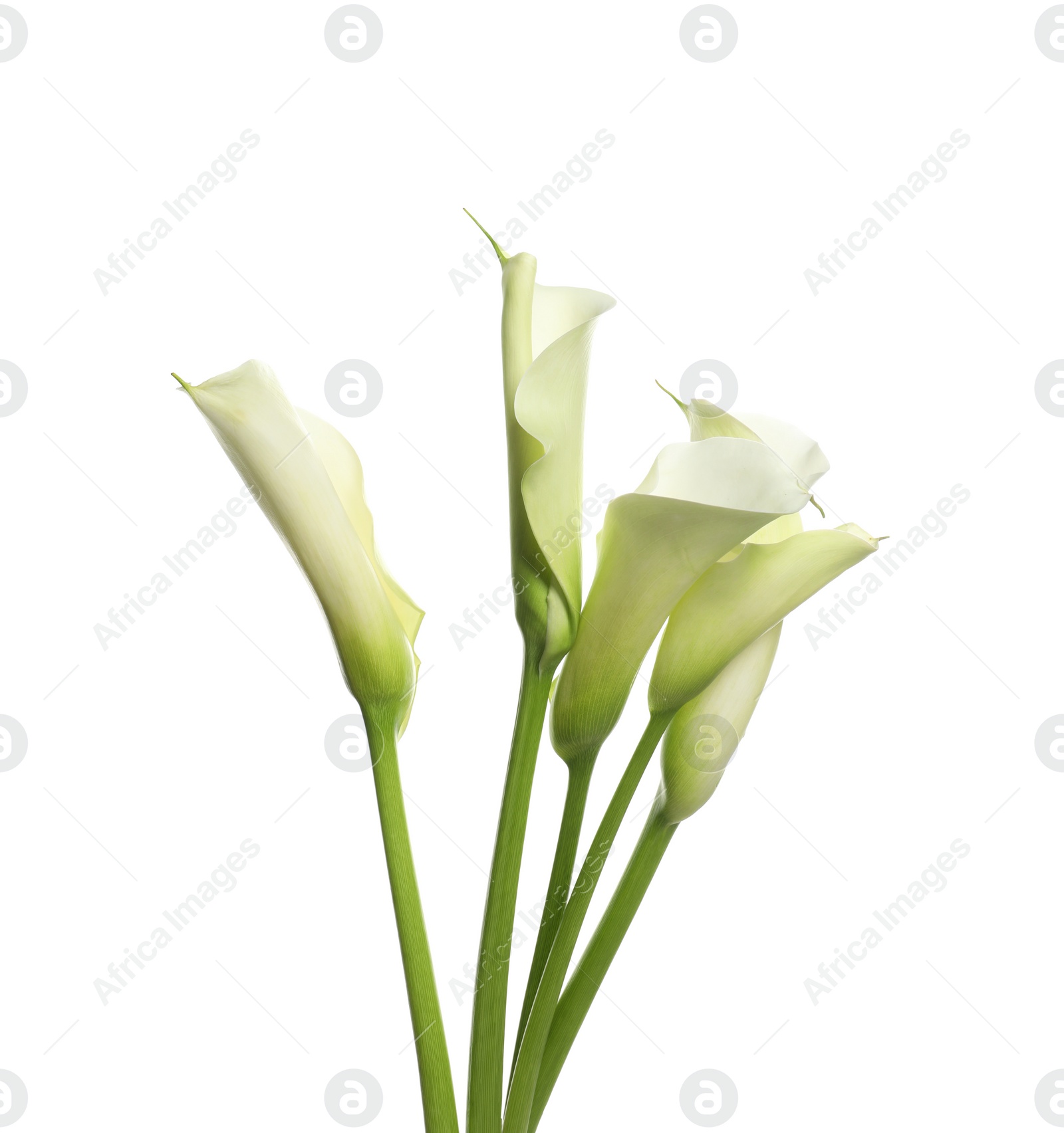 Photo of Beautiful calla lily flowers on white background