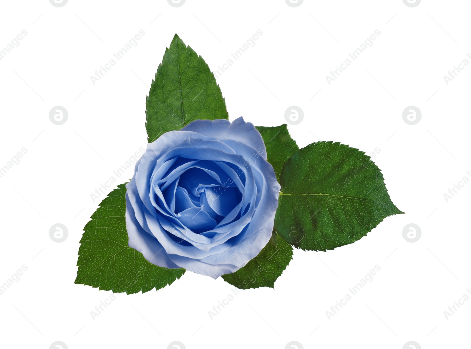 Image of Beautiful blooming light blue rose on white background