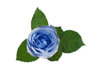 Image of Beautiful blooming light blue rose on white background