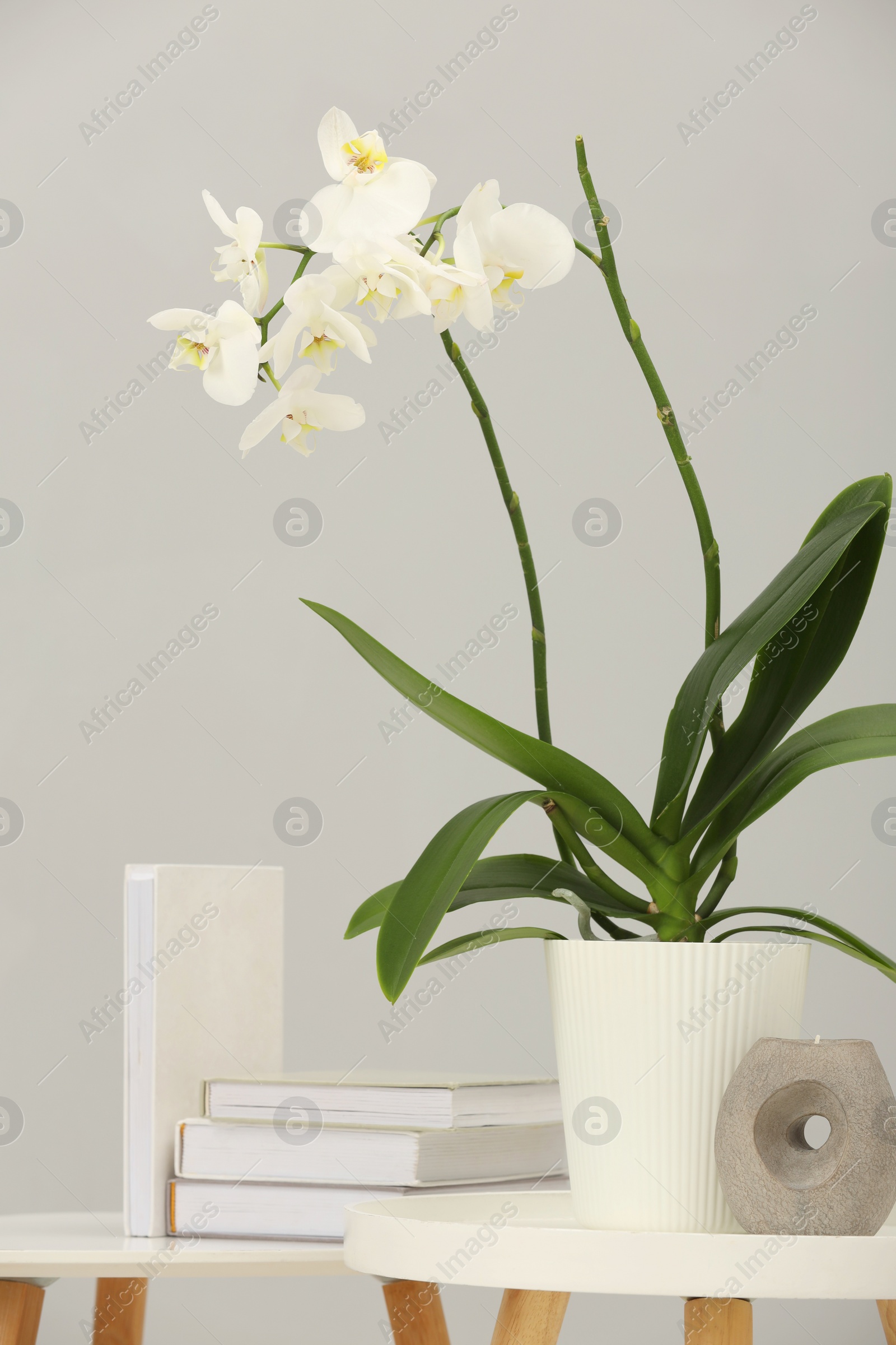 Photo of Blooming white orchid flower in pot, books and candle on nesting tables near grey wall indoors