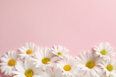 Beautiful chamomile flowers on color background, flat lay with space for text