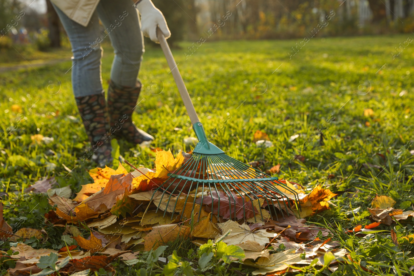 Photo of Woman raking fall leaves in park, closeup. Space for text