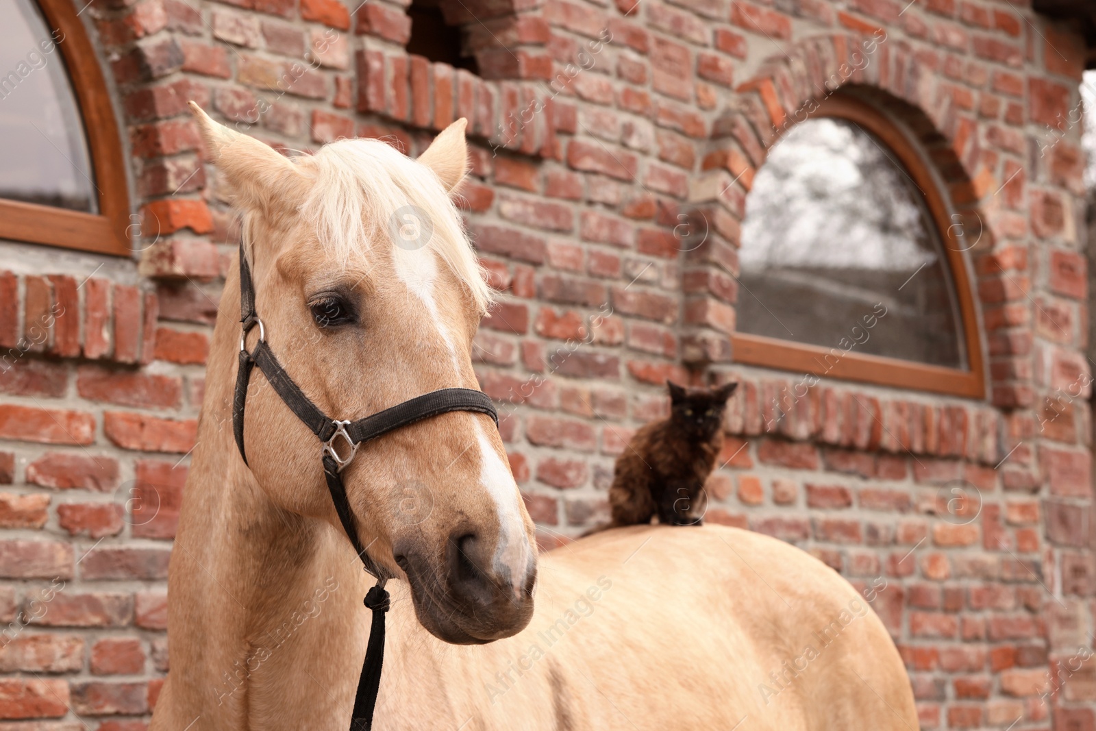 Photo of Adorable cat sitting on horse near brick building outdoors. Lovely domesticated pet