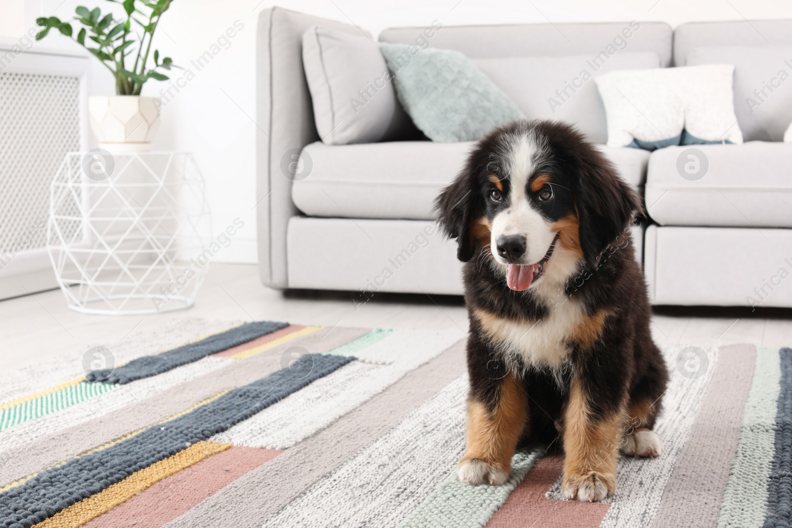 Photo of Adorable Bernese Mountain Dog puppy on carpet indoors