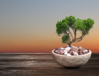 Image of Beautiful bonsai tree in pot on wooden table outdoors at sunset, space for text