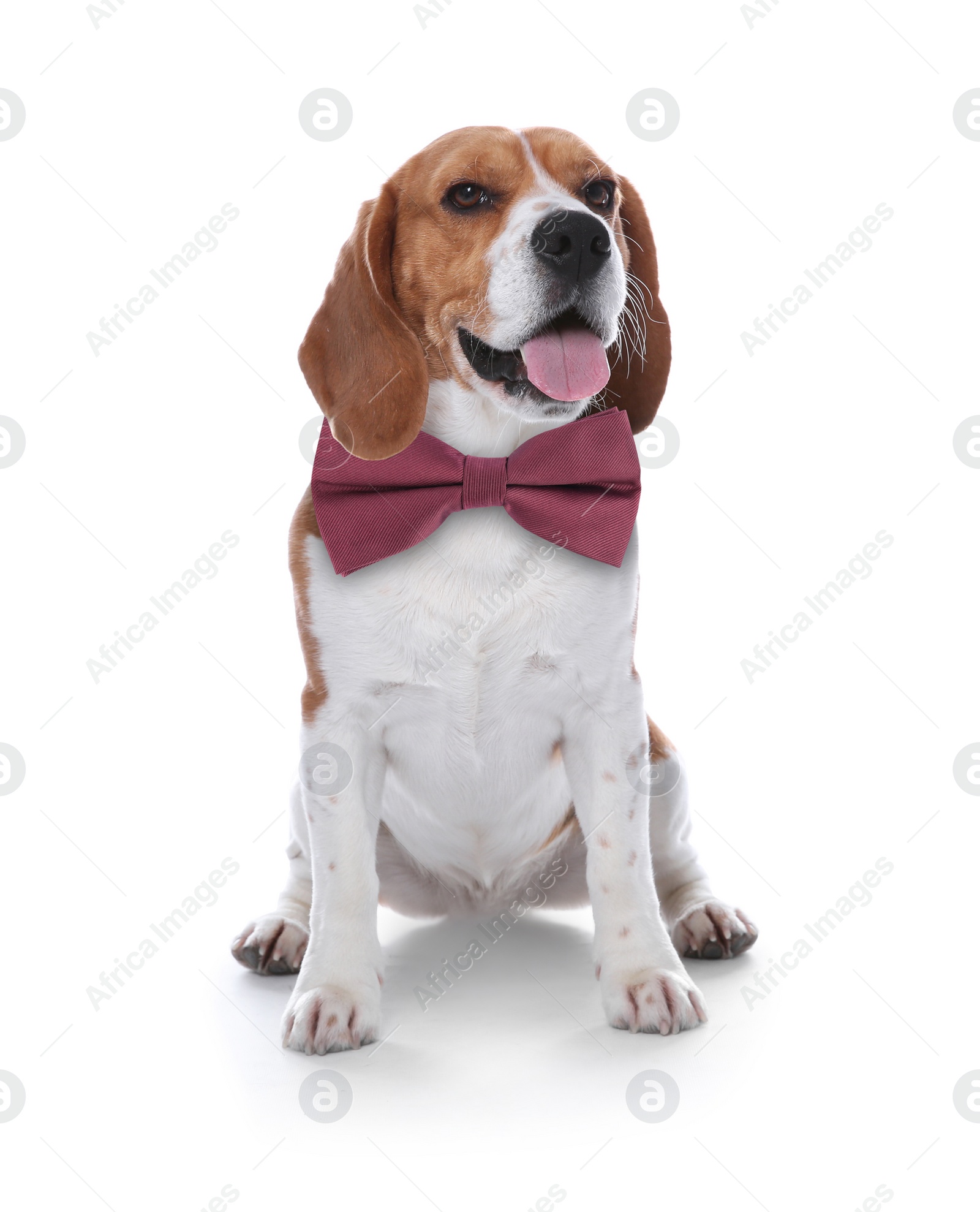 Image of Adorable beagle with bow tie on white background