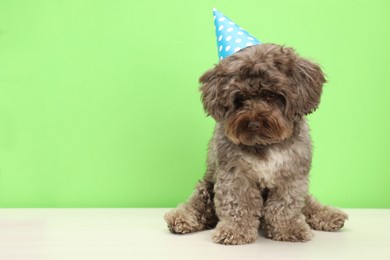 Photo of Cute Maltipoo dog wearing party hat on white table against green background, space for text. Lovely pet