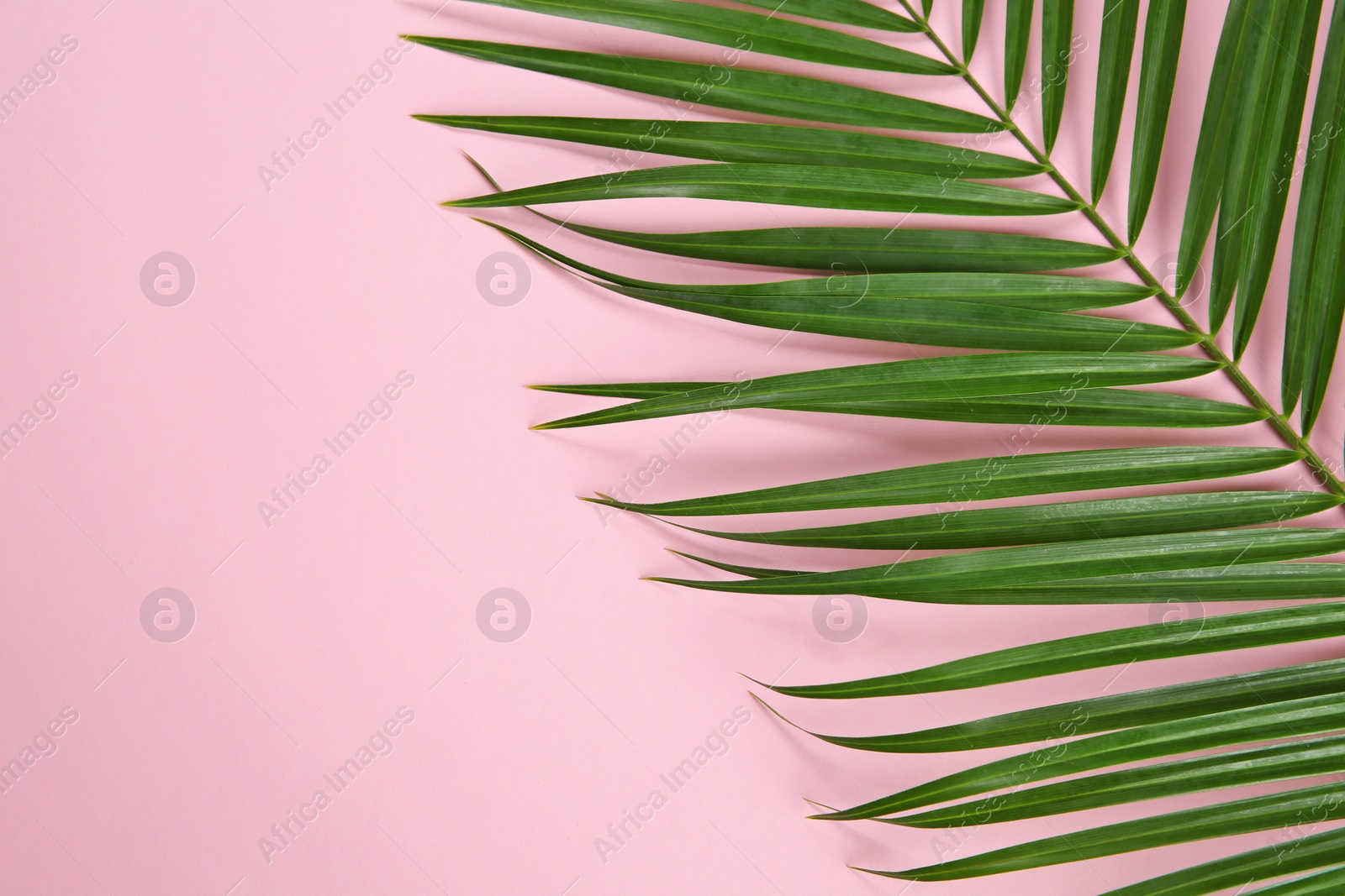 Photo of Flat lay composition with tropical leaves on color background