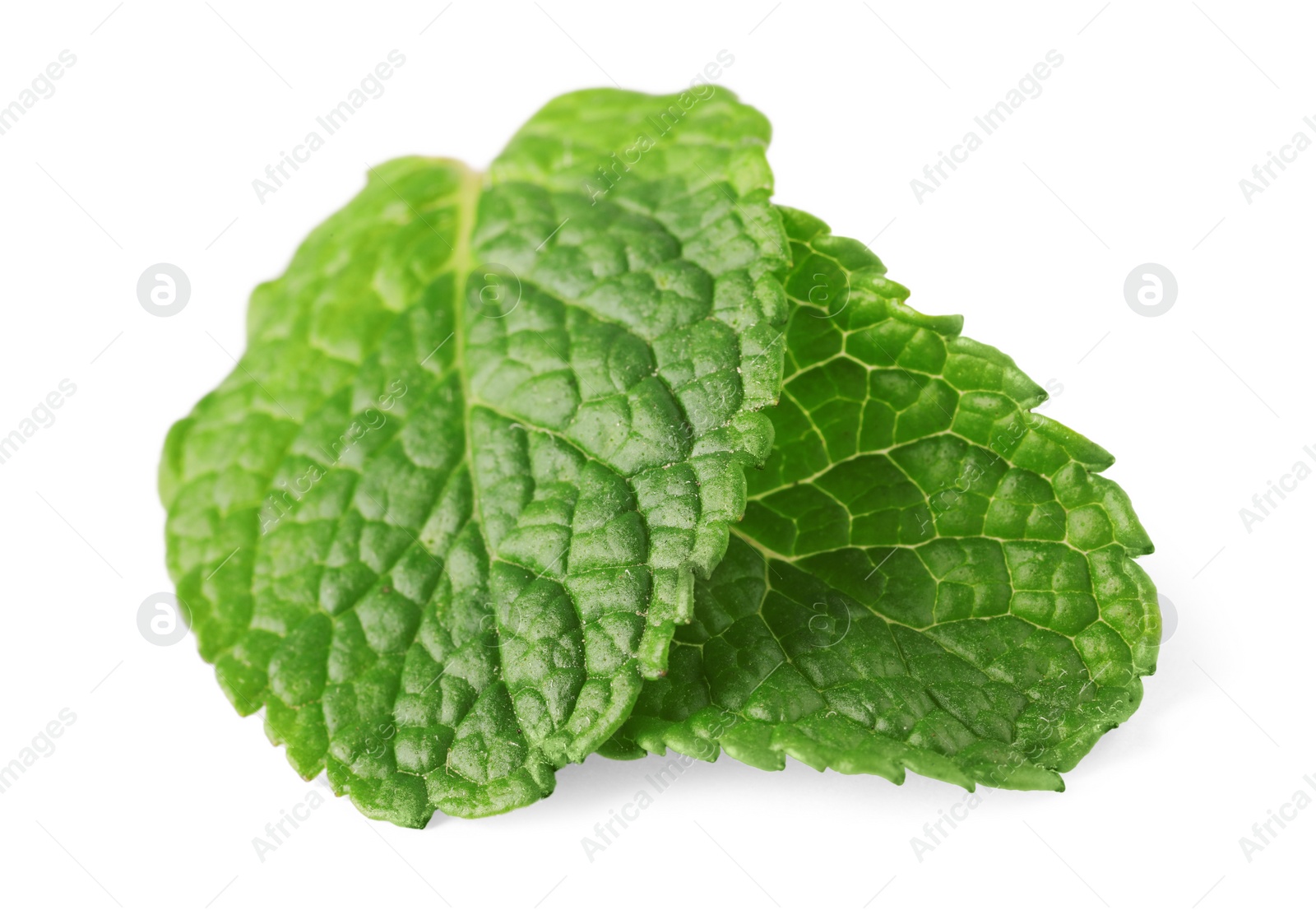 Photo of Fresh green mint leaves isolated on white