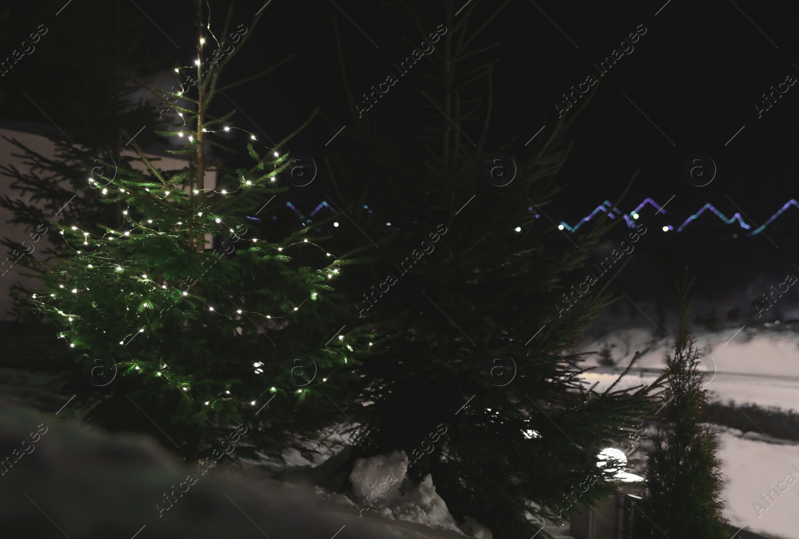 Photo of Fir tree with Christmas lights and snow outdoors