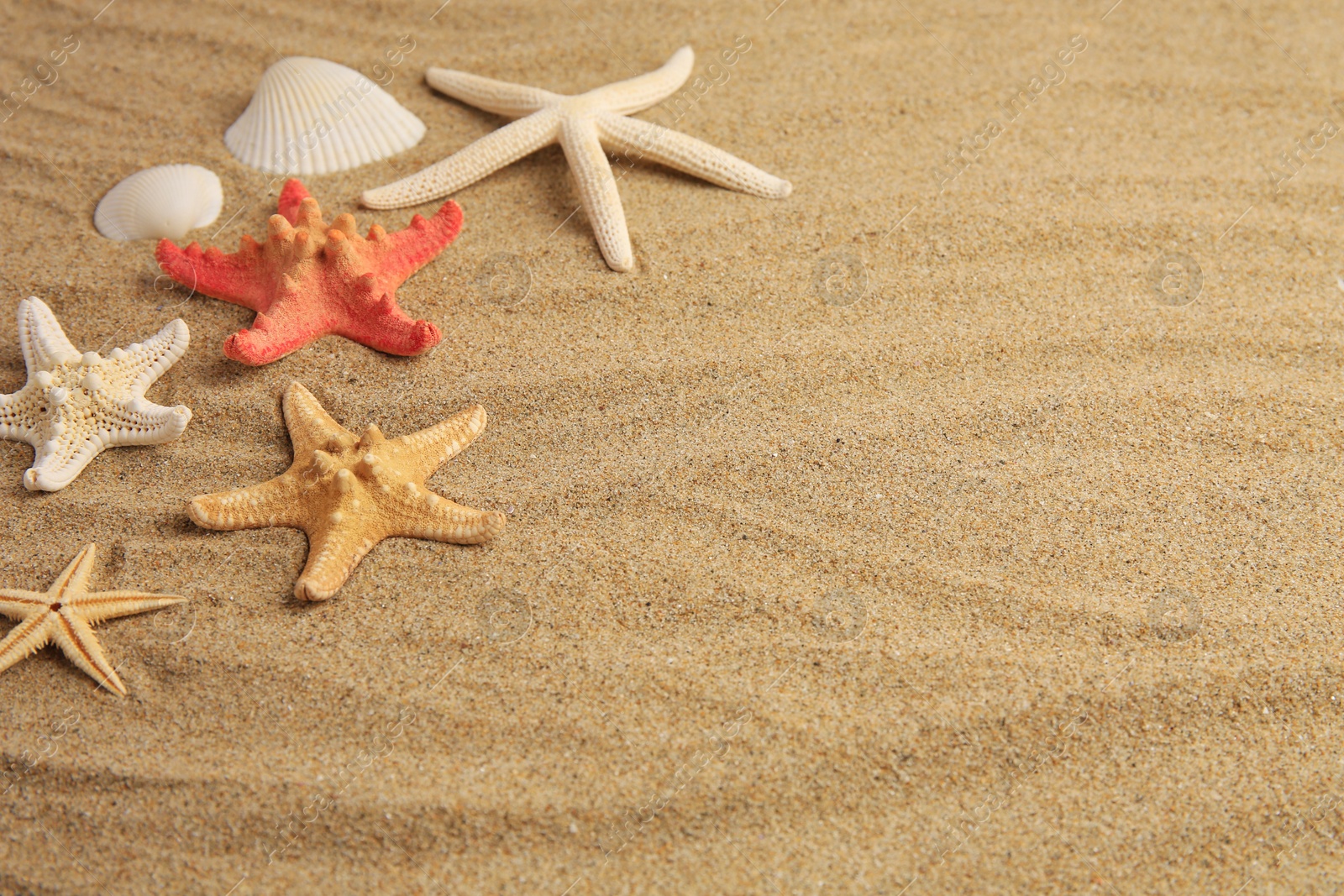 Photo of Beautiful sea stars and shells on sand, space for text