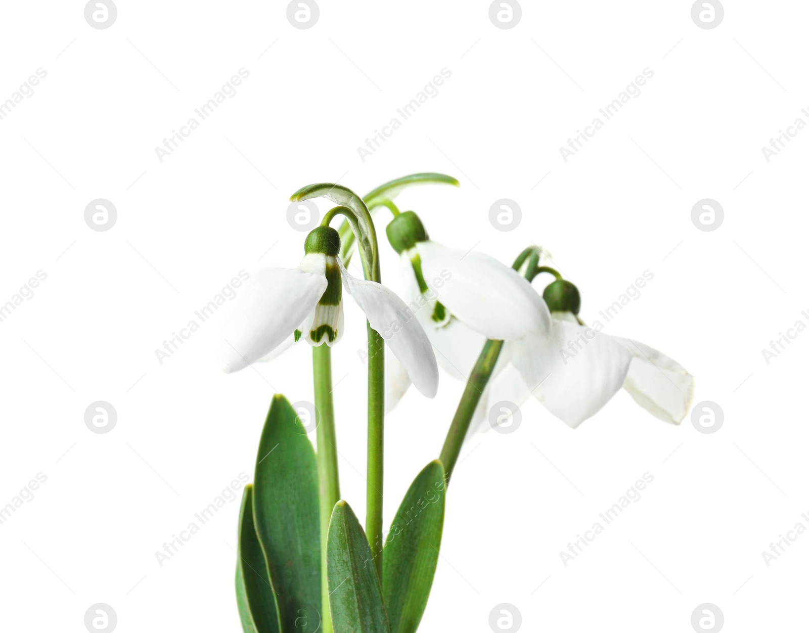 Photo of Beautiful snowdrop flowers isolated on white. Springtime