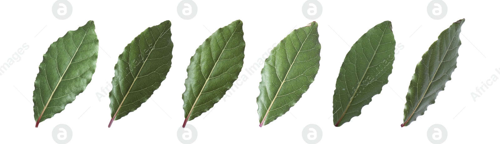 Image of Collage with fresh bay leaves on white background