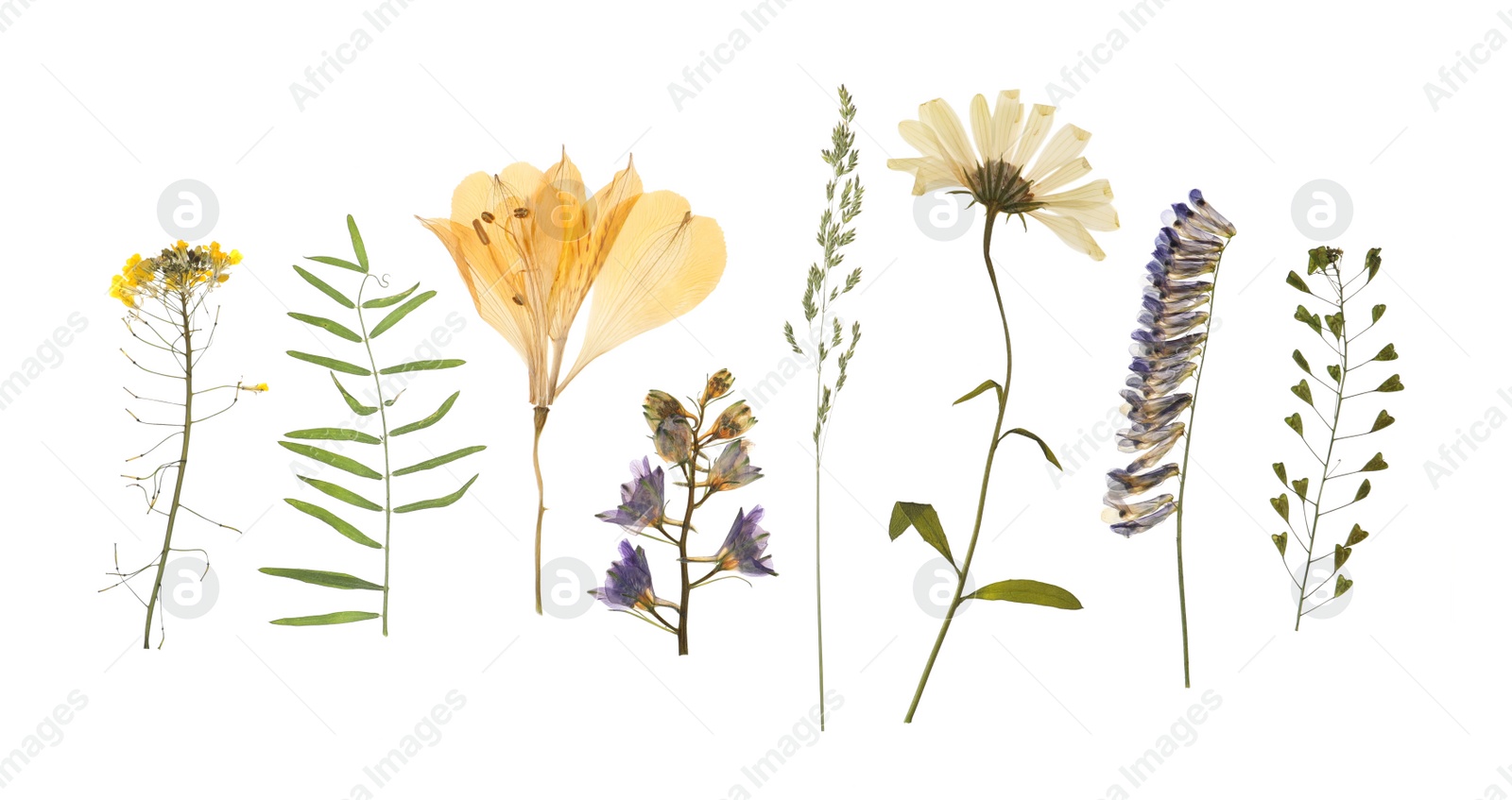 Photo of Wild dried meadow flowers on white background, top view