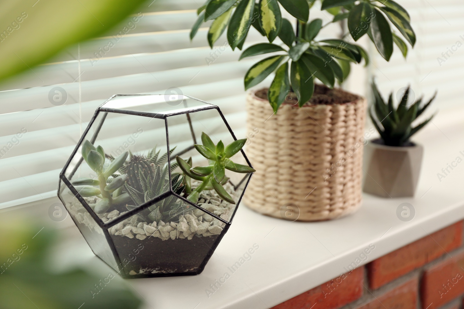 Photo of Different potted plants on sill near window blinds. Space for text