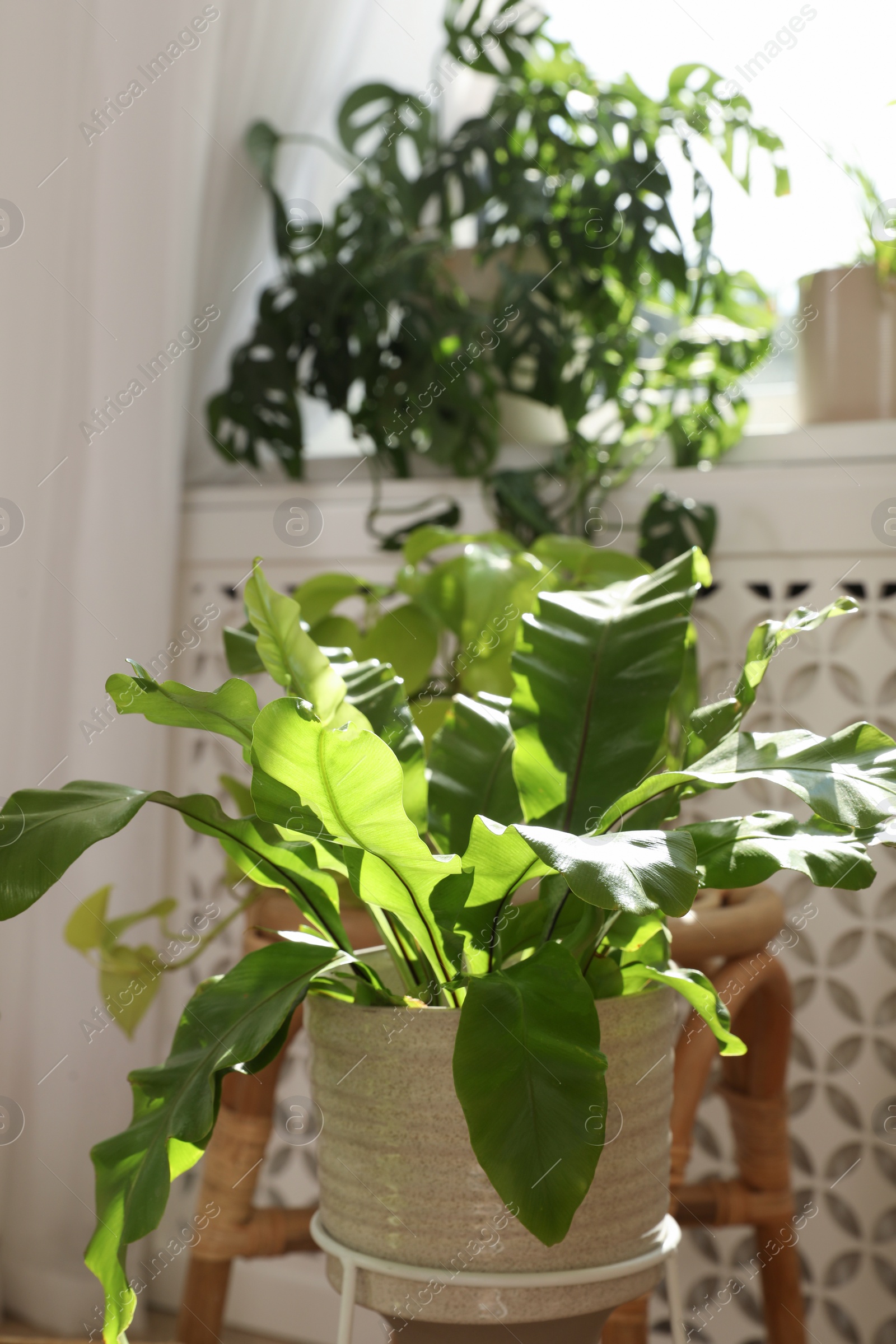 Photo of Beautiful houseplants near window in room. Interior design