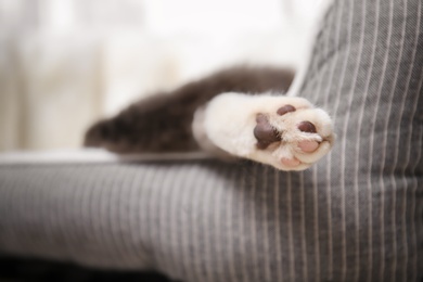 Cute cat resting on pet bed at home, closeup on paw
