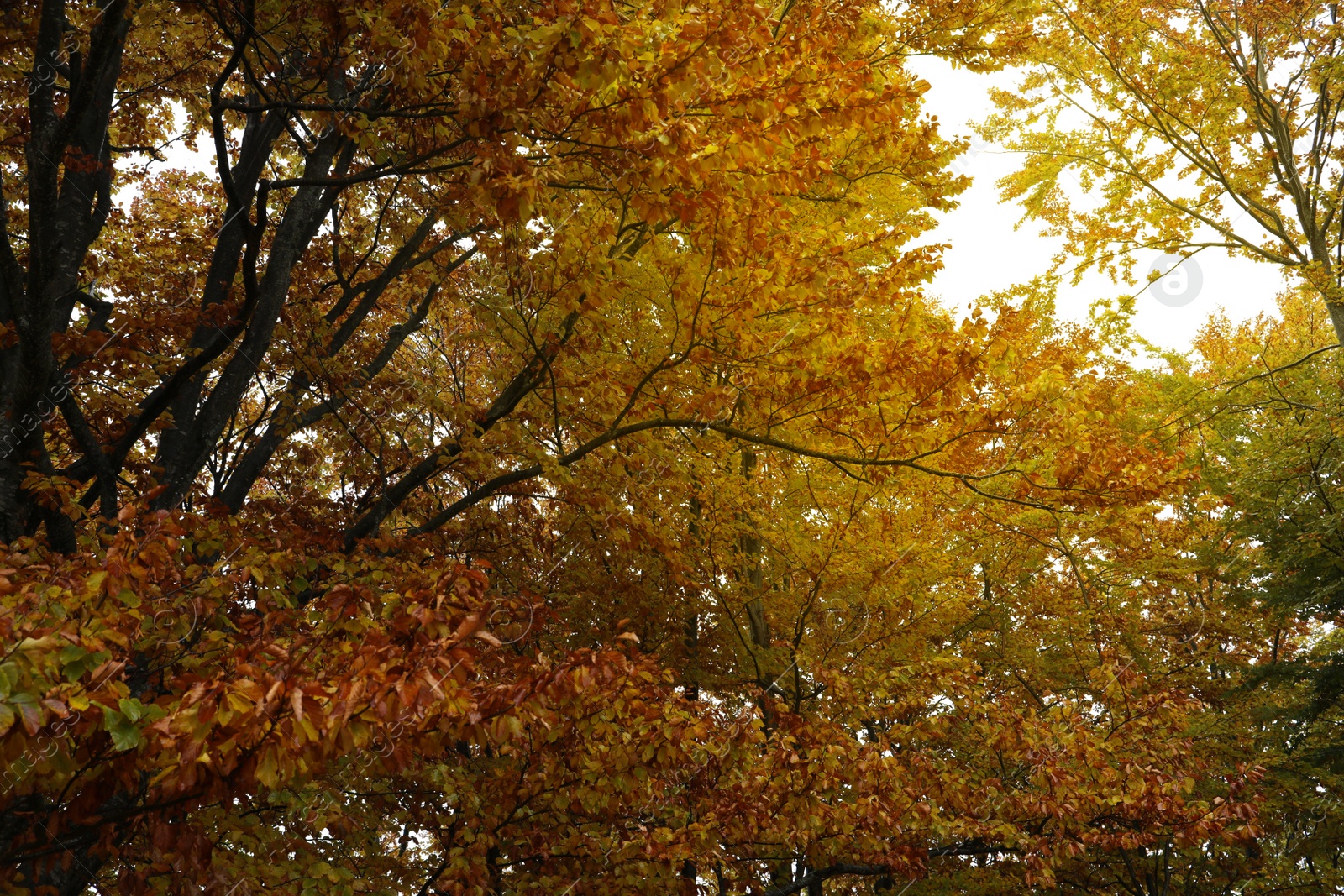 Photo of Beautiful view of trees with golden leaves in forest. Autumn season