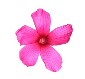 Photo of Beautiful tropical Hibiscus flower on white background