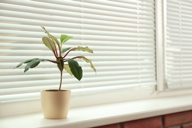 Beautiful potted plant on sill near window blinds, space for text