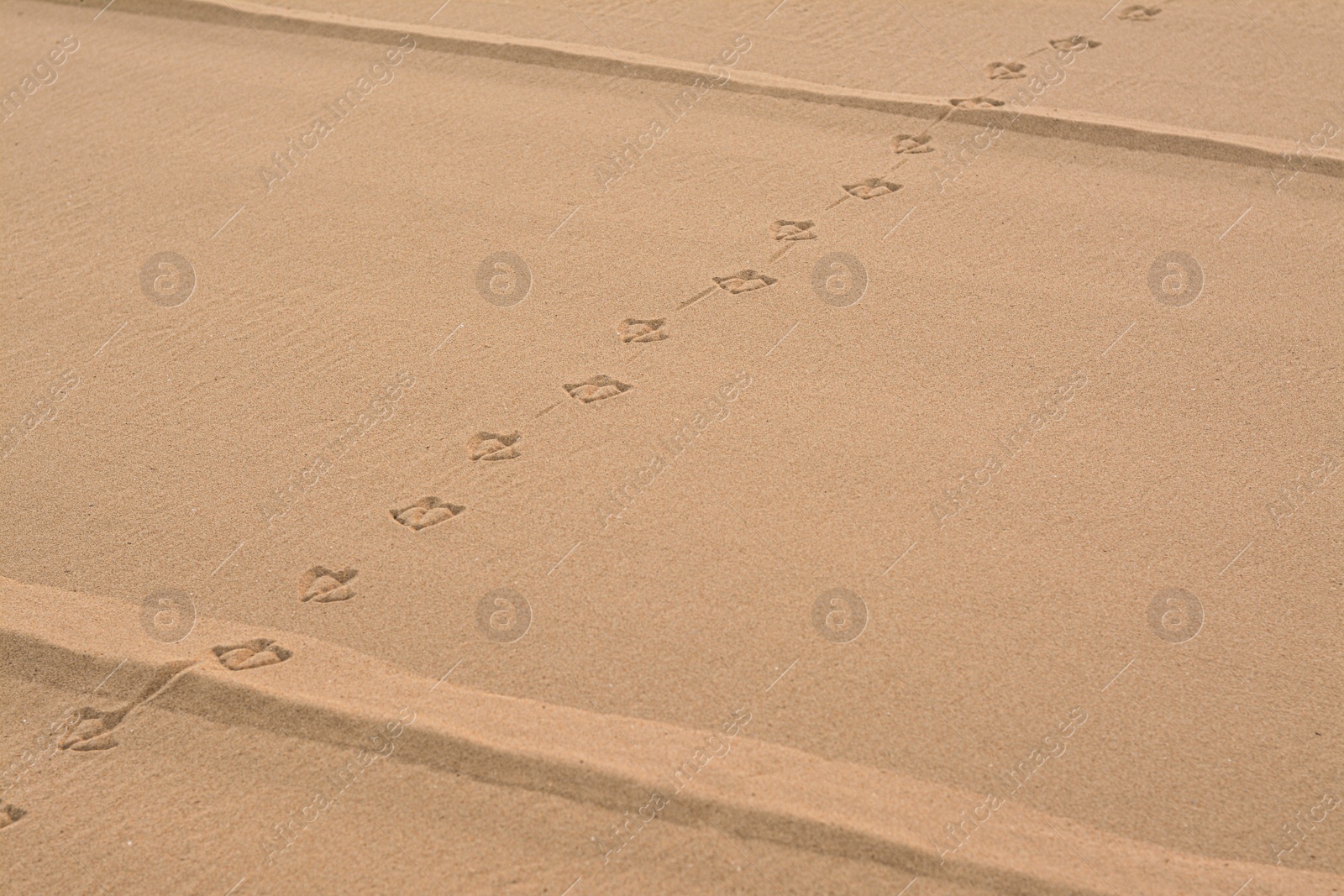 Photo of Bird tracks on beach sand. Space for text