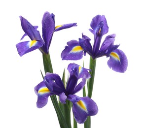 Photo of Beautiful violet iris flowers isolated on white