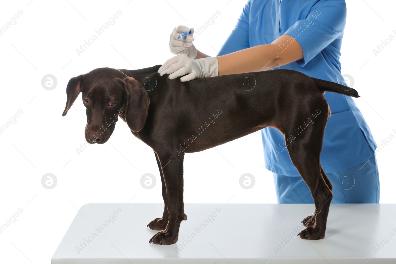 Photo of Professional veterinarian vaccinating dog on white background, closeup