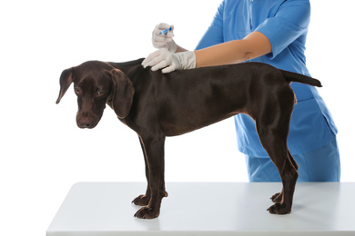 Professional veterinarian vaccinating dog on white background, closeup