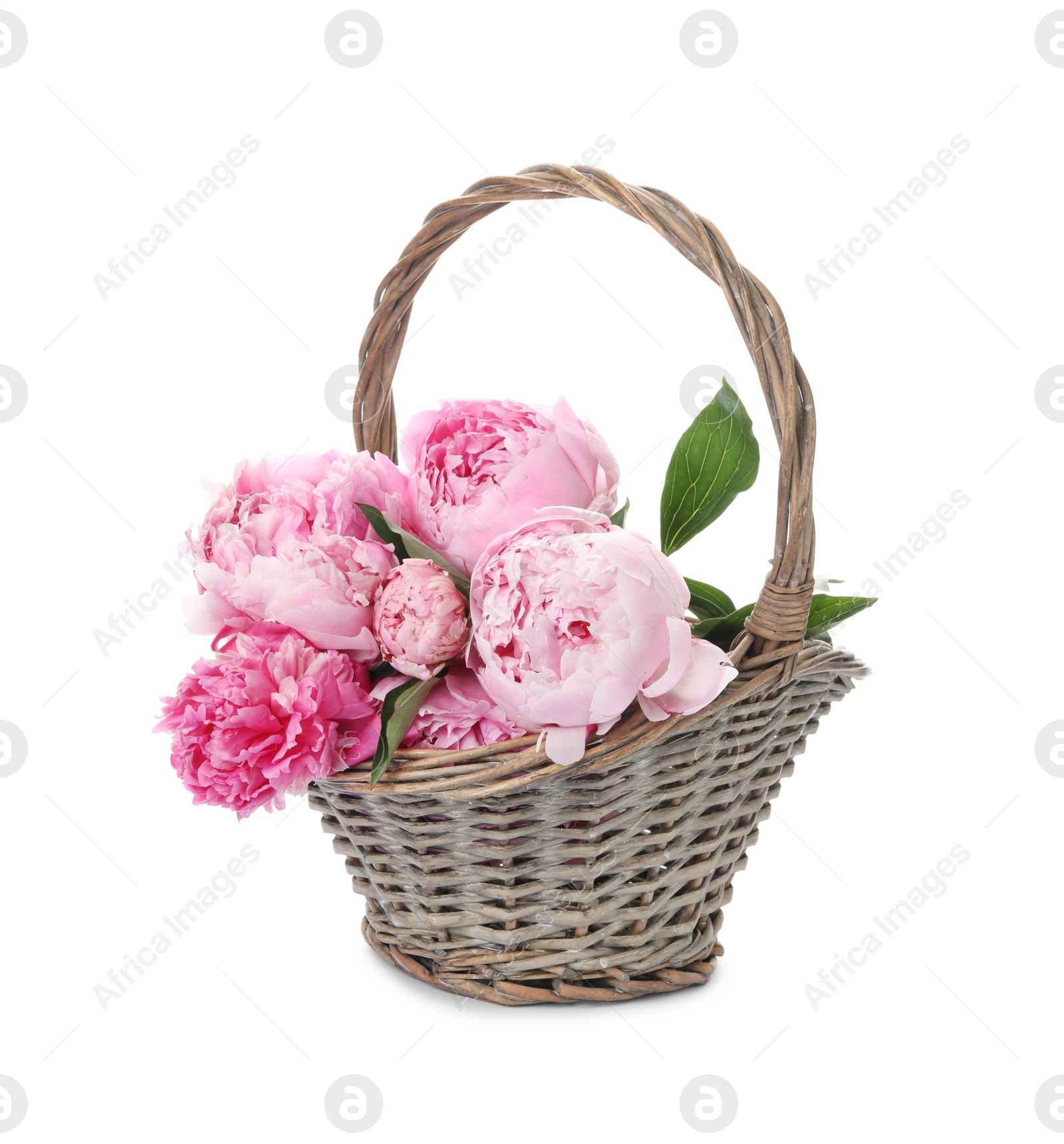 Photo of Beautiful peonies in wicker basket isolated on white