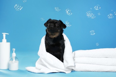 Photo of Cute black Petit Brabancon dog with towel, bath accessories and bubbles on light blue background