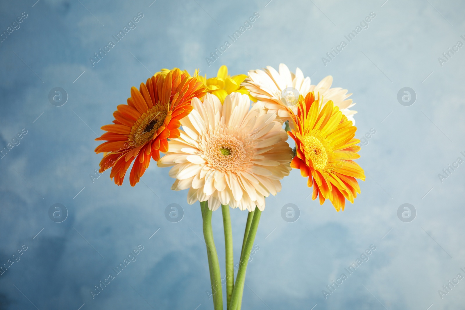 Photo of Bouquet of beautiful bright gerbera flowers on color background