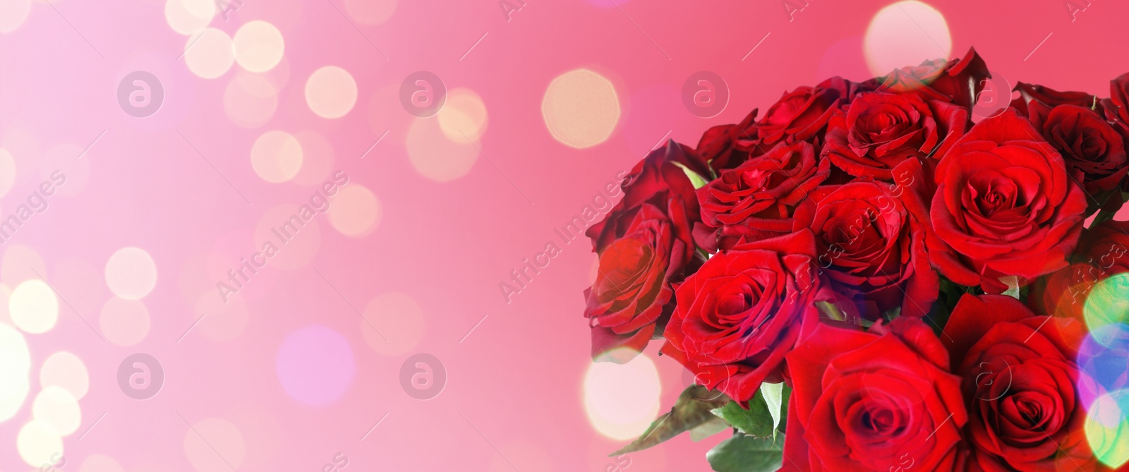 Image of Bouquet of beautiful red roses on pink background, space for text. Banner design