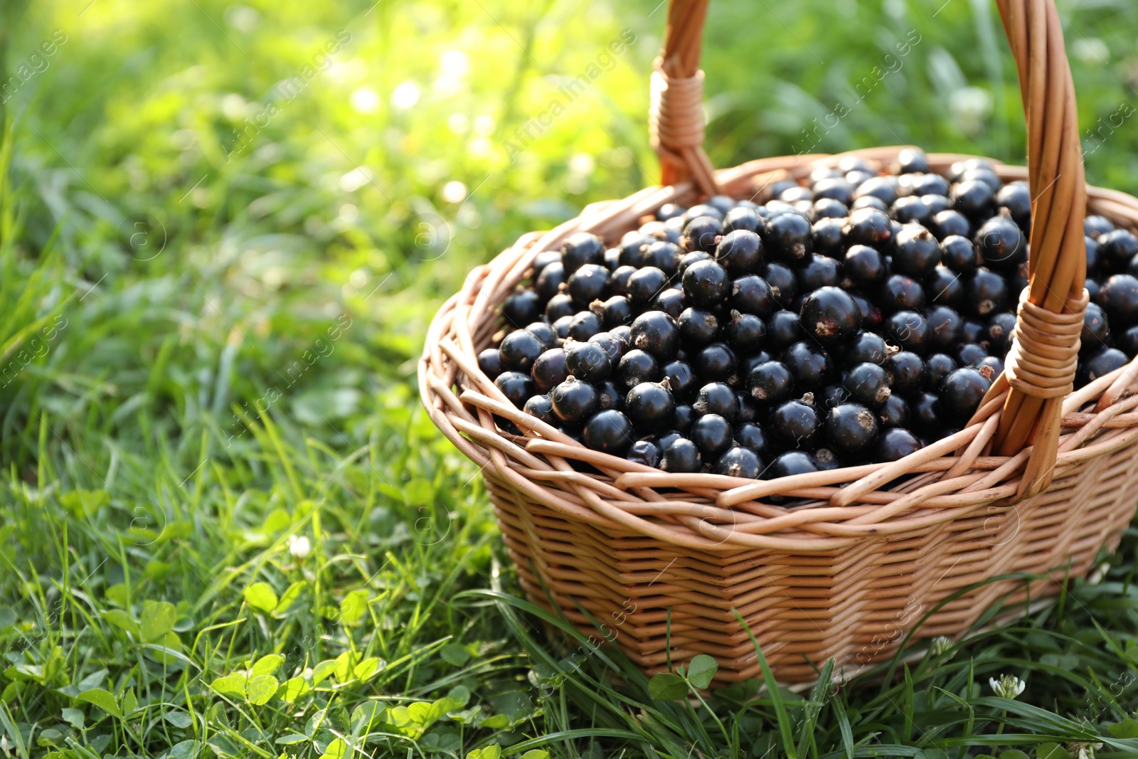 Photo of Ripe blackcurrants in wicker basket on green grass. Space for text