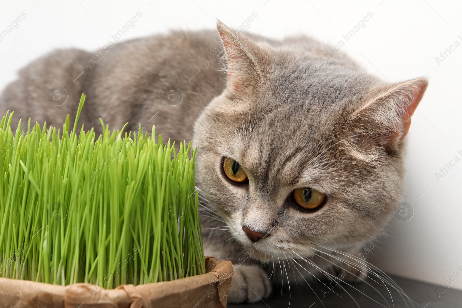 Photo of Cute cat near fresh green grass on wooden desk indoors