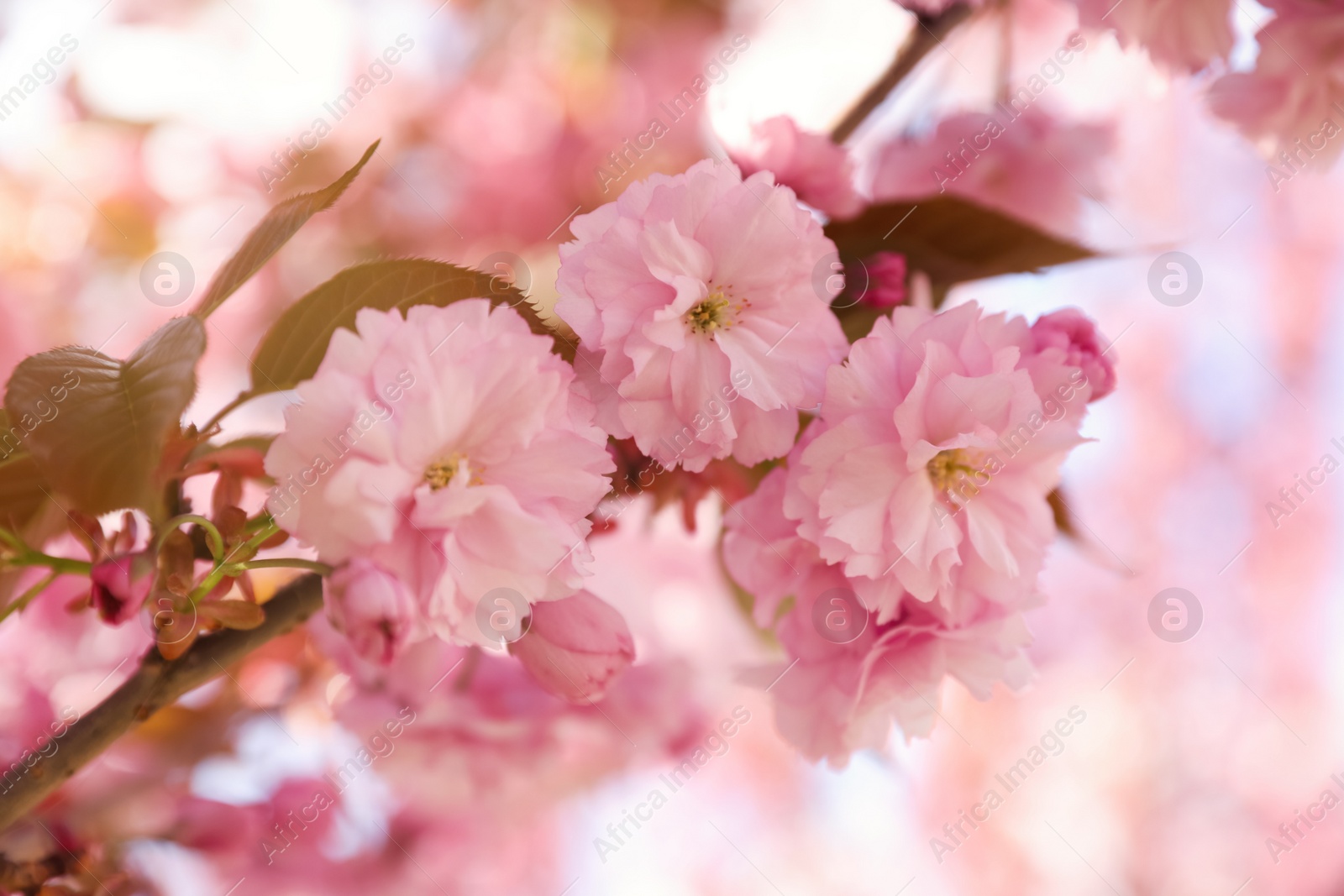 Photo of Delicate spring pink cherry blossoms on tree outdoors, closeup