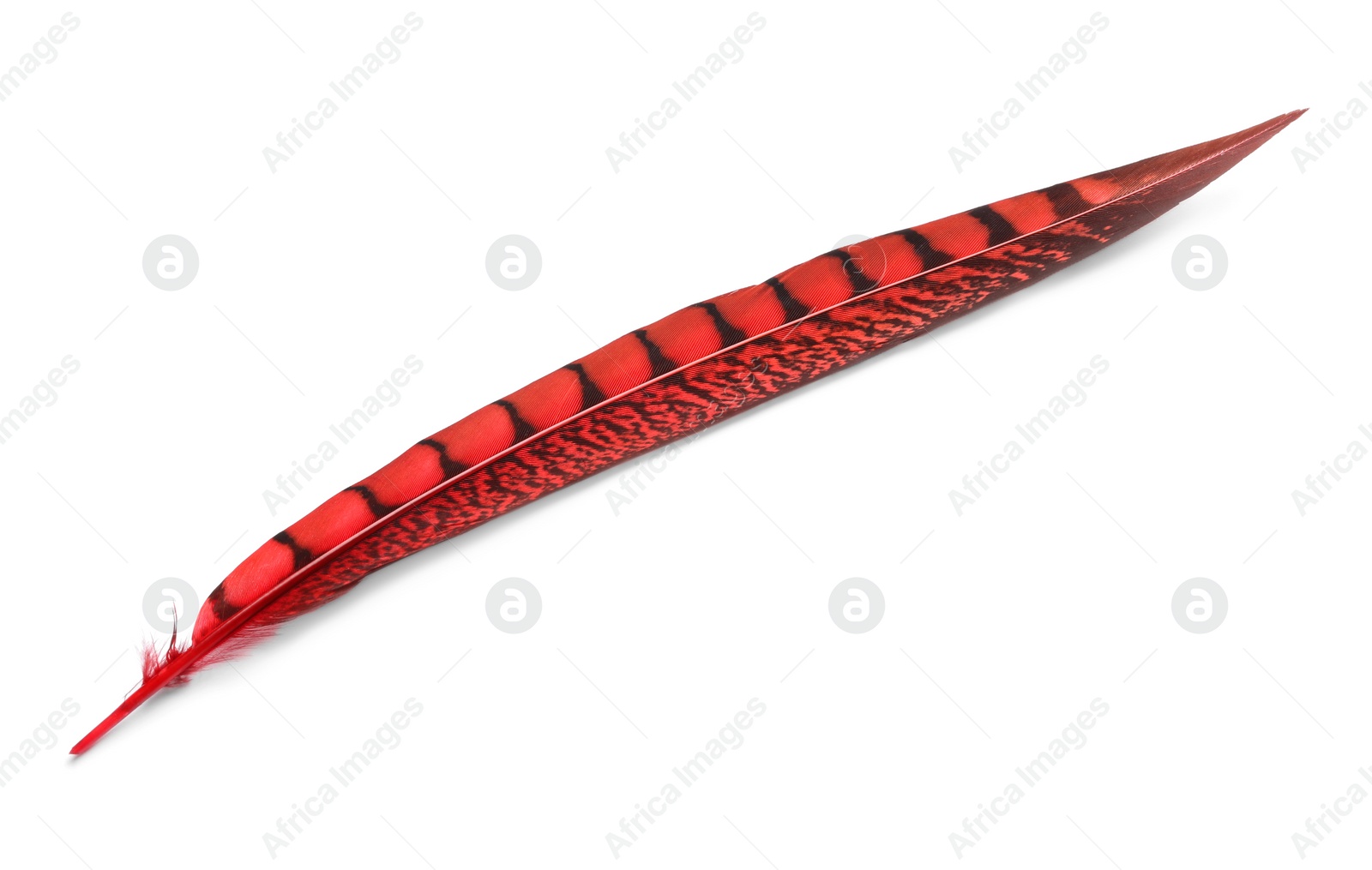 Photo of Beautiful red bird feather isolated on white, top view