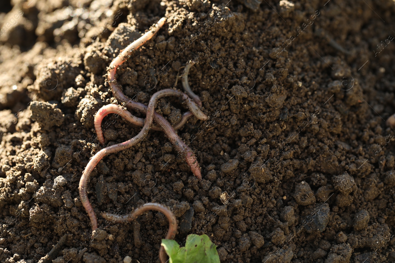 Photo of Worms crawling in wet soil, space for text