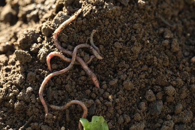 Photo of Worms crawling in wet soil, space for text