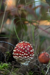 Amanita mushroom growing in forest, closeup view