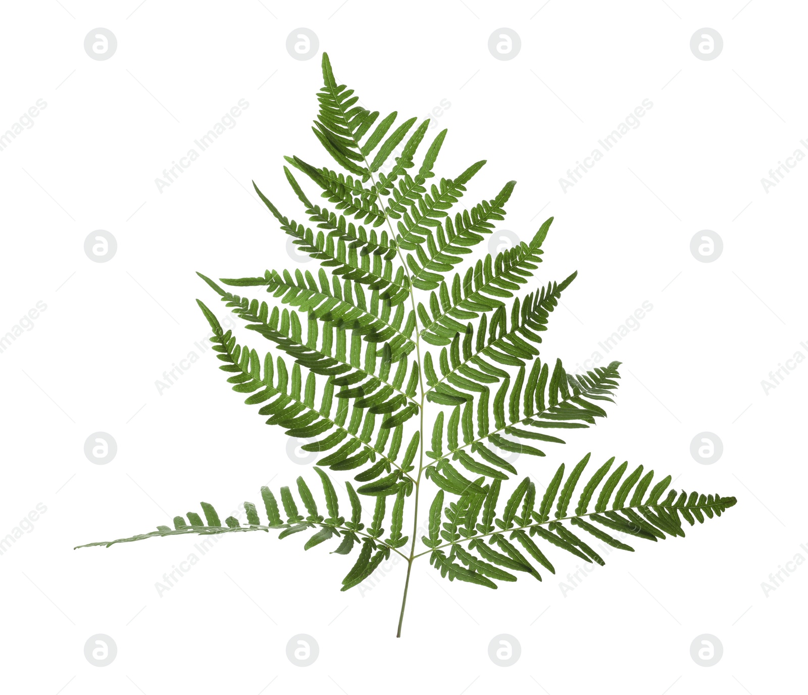 Photo of Beautiful tropical fern leaf isolated on white