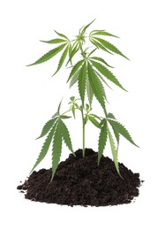 Fresh green hemp leaves in soil on white background