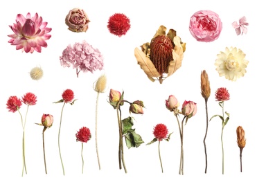 Image of Set with beautiful dry flowers on white background 