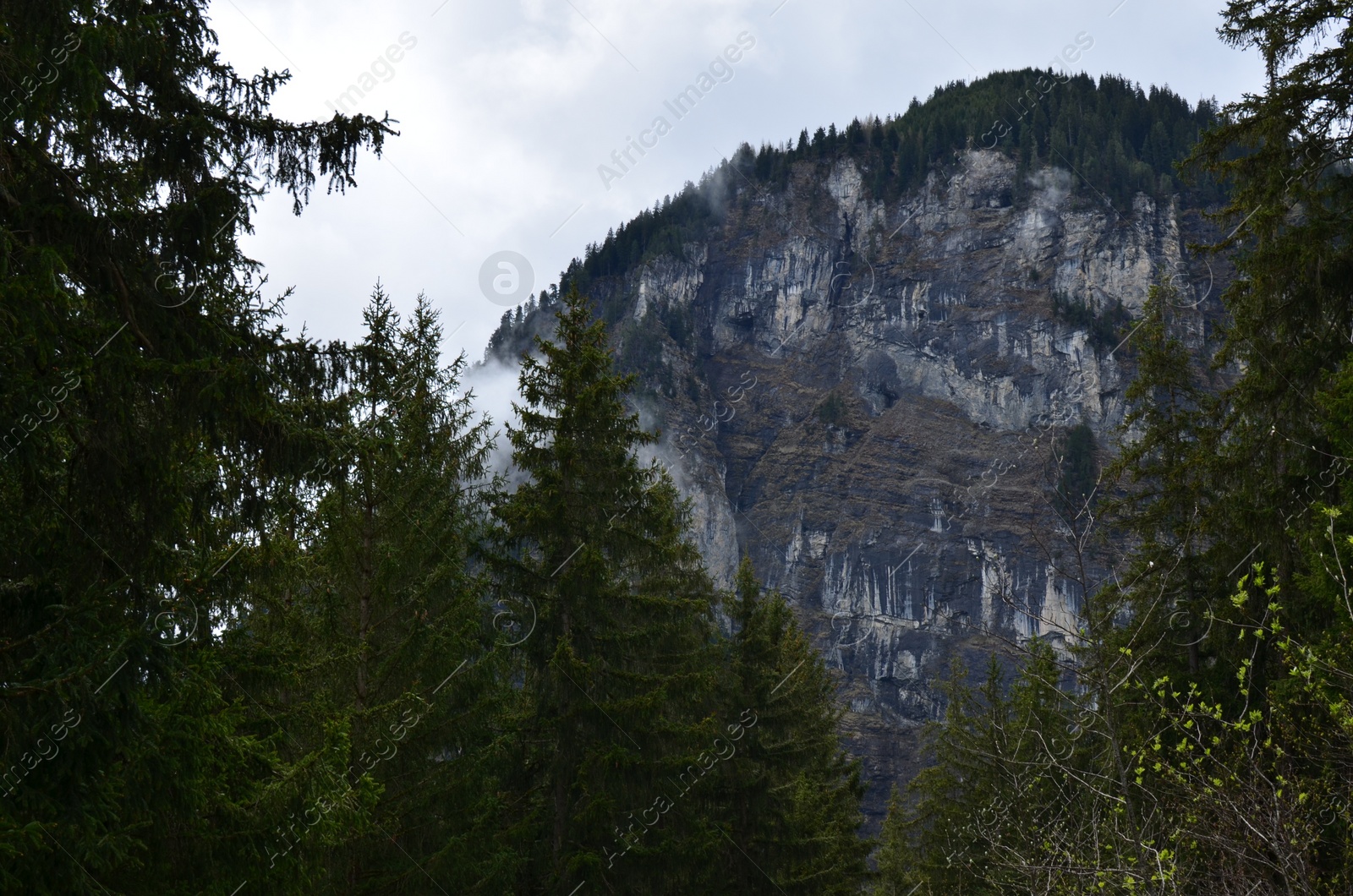 Photo of Picturesque view of beautiful mountains and green trees under sky